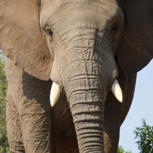 Excursion dans le parc national des Éléphants d’Addo et au Kragga Kamma Game Park