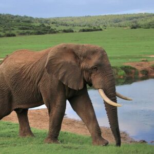 Safari Big 5 à Schotia, Port Elizabeth (hébergement en option)