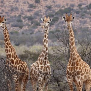 2 Tage private Luxus-Safari: Addo Elephant Park & Bhejane Reserve