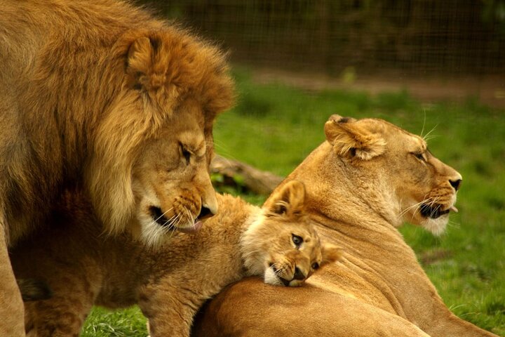 Tour di mezza giornata alla Tala Game Reserve e al Natal Lion Park da Durban