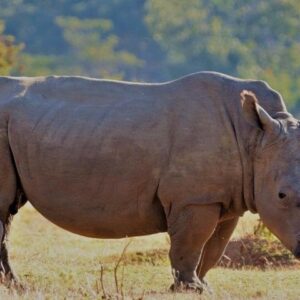 De Ciudad del Cabo a una reserva de safari Big 5, tour de día completo