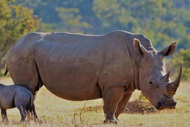 De Ciudad del Cabo a una reserva de safari Big 5, tour de día completo