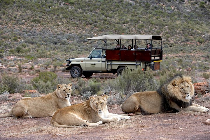 Half Day Game Drive at Aquila Reserve with Pickup