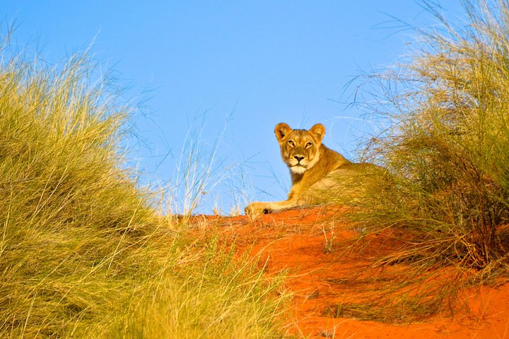 Tour di un giorno: safari a Hluhluwe Imfolozi da Durban