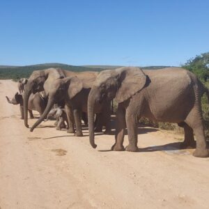 Safari Big 5 d’une journée complète à Addo