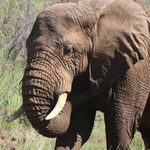Safari en 4x4 dans le parc national des Éléphants d’Addo au départ de Port Elizabeth