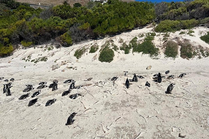 Excursão de dia inteiro ao Cabo da Boa Esperança: colónia de pinguins de Boulders Beach