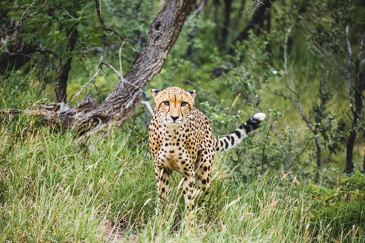 Excursão de dia inteiro à Pilanesberg Nature Reserve e a Sun City a partir de Joanesburgo