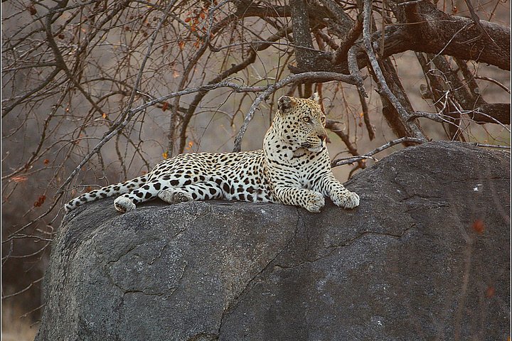 Kapstadt: Safari-Tagesausflug per Flug zum Big-5-Pilanesberg-Reservat