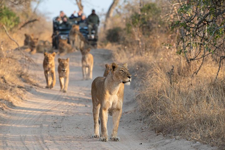 Private Full Day Kruger National Park Safari Tour from Hoedspruit