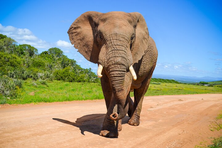 Tour della Schotia Game Reserve con ritiro al porto, accanto all'Addo Park