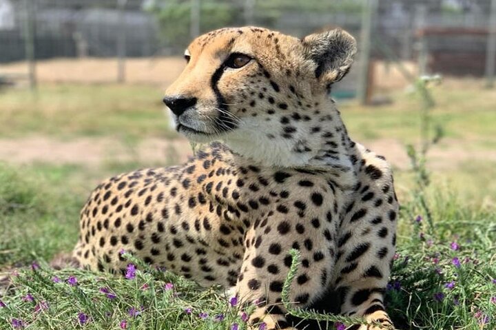 Cheetah Outreach与长颈鹿邂逅及品酒之旅