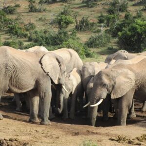 Addo Elephant National Park Full Day Safari All-Inclusive