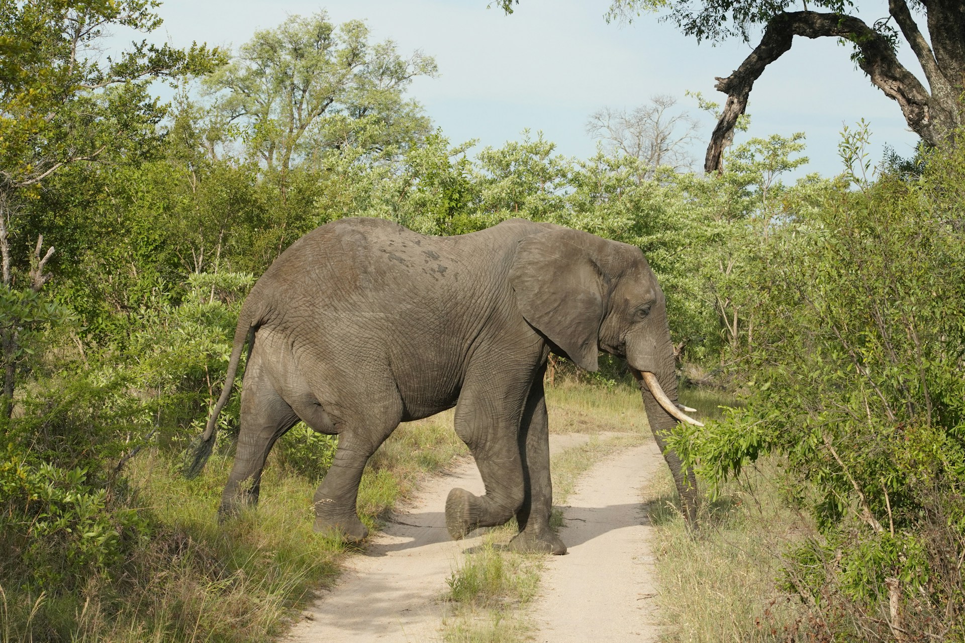 Elefante a caminhar ao longo de uma estrada de safari