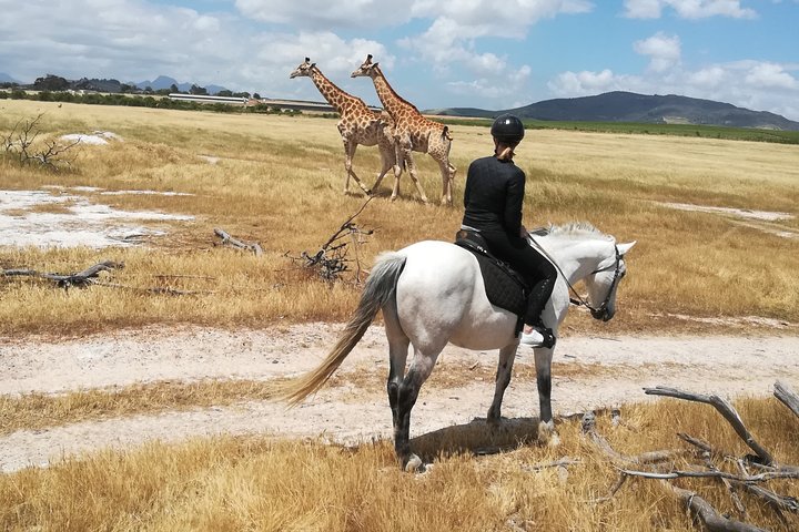 Safari faunistico a cavallo