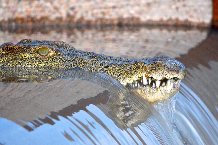 Tour di un giorno con safari in barca a St Lucia e Isimangaliso da Durban