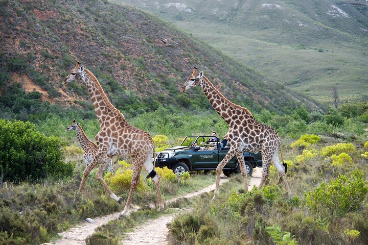 3-Days Cape Town Aquila Safari-Robben Island-Hermanus Whale Tour