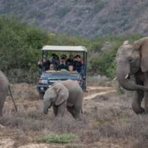 Safari Big 5 guidé d’une journée à l’Amakhala Game Reserve