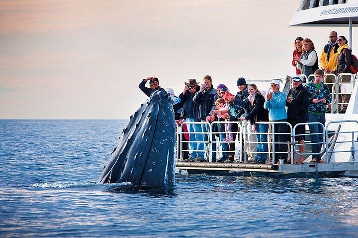 Osservazione delle balene in barca da Hermanus