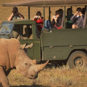 Journée complète au parc d’Addo et à la réserve Schotia (véhicule 4x4 ouvert)