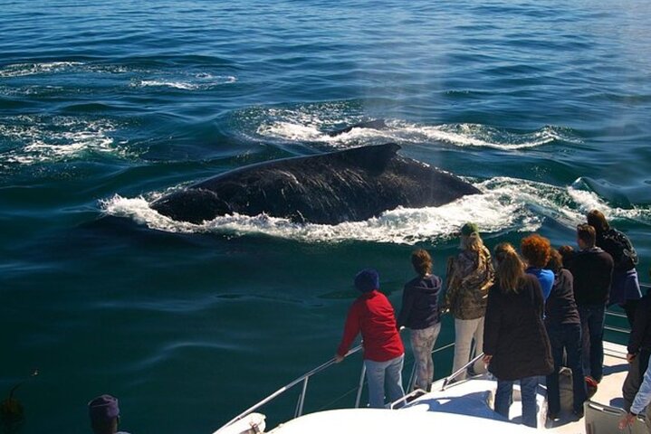 Avistamiento de ballenas en barco en Hermanus, pingüinos y cata de vinos desde Ciudad del Cabo