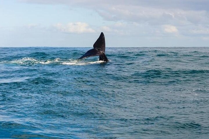 Excursão de observação de baleias em Hermanus