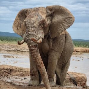Parc national d’Addo et Kragga Kamma Private Game Reserve