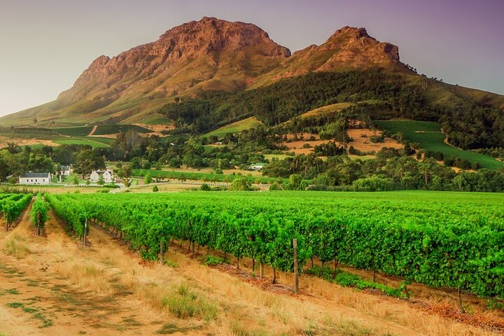 Private Weinprobe in Kapstadt mit Weingütern und Panoramablicken