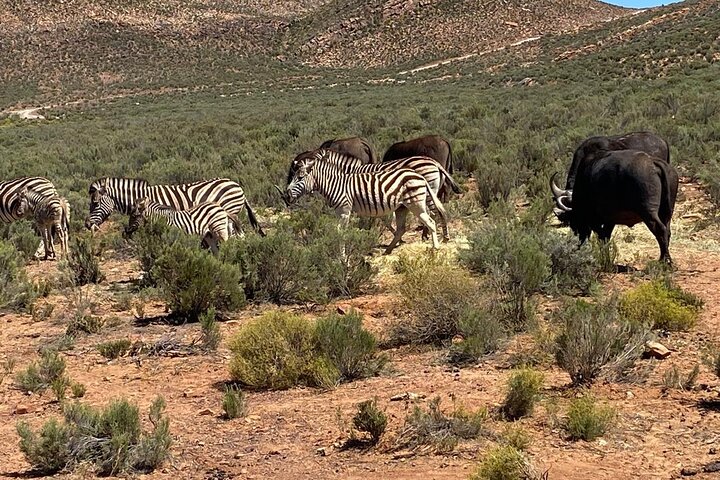 Kapstadt: Ganztägiges Safari-Abenteuer in einem privaten Game Reserve