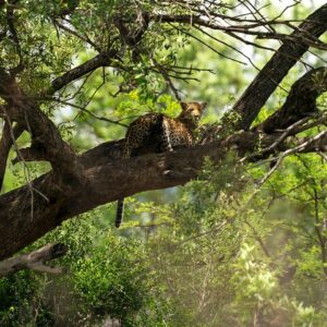 Alla scoperta di Pilanesberg con un safari personalizzato di un'intera giornata