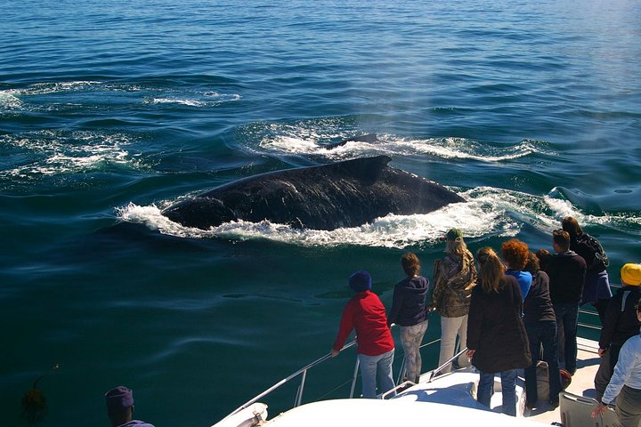 Observation des baleines en bateau au départ de Hermanus