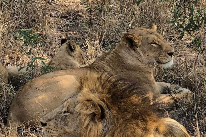 Safari no Rhino and Lion Park