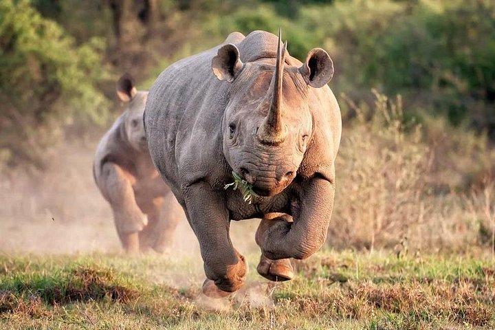 Safari de 2 dias e 1 noite em Pilanesberg