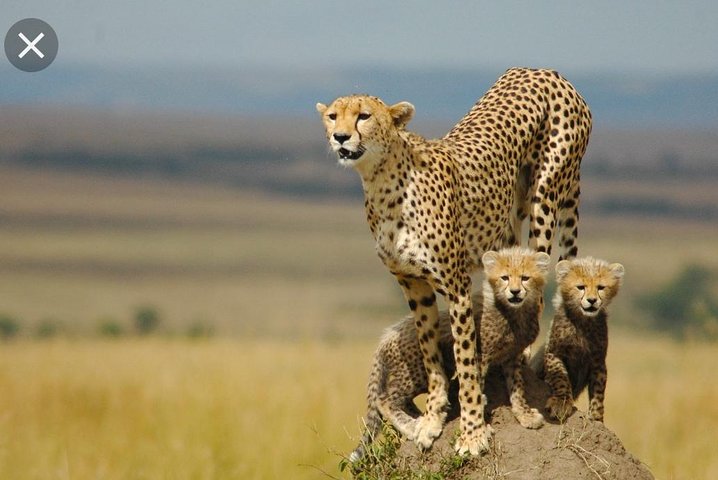 Safari privado no ANN VAN DYK Cheetah and Wildlife Centre (privado)