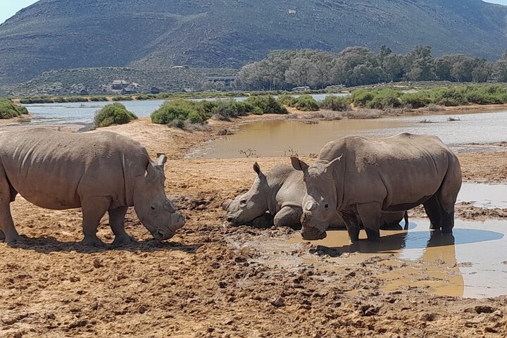 Safari de día completo por los Big 5 en Aquila Game Reserve con almuerzo incluido