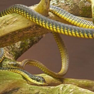 Alla scoperta del Lawnwood Snake Sanctuary, tour con biglietto