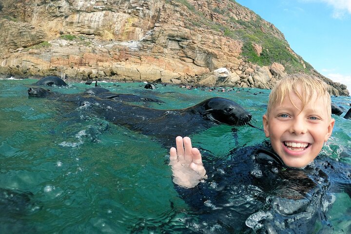 Nuotata con le foche a Plettenberg Bay