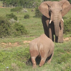 Safari à l’Addo Private Game Reserve (Schotia)