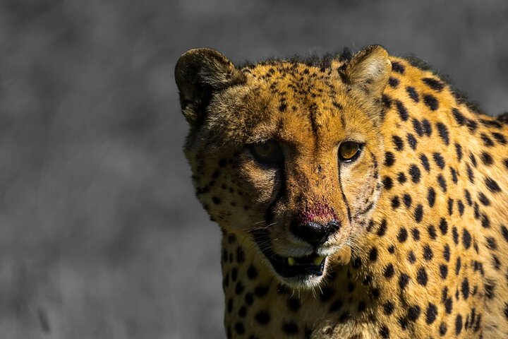 Safari da Addo al Karoo, 4 giorni