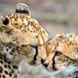 Cheetah Outreach и отмеченные наградами винодельни Кейптауна