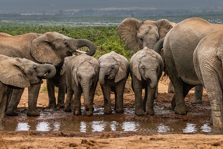 Addo-Elefanten-Tagessafari - Landausflug ab Port Elizabeth