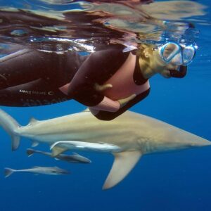 Caged and Cageless Shark Snorkelling on Durban's Aliwal Shoal