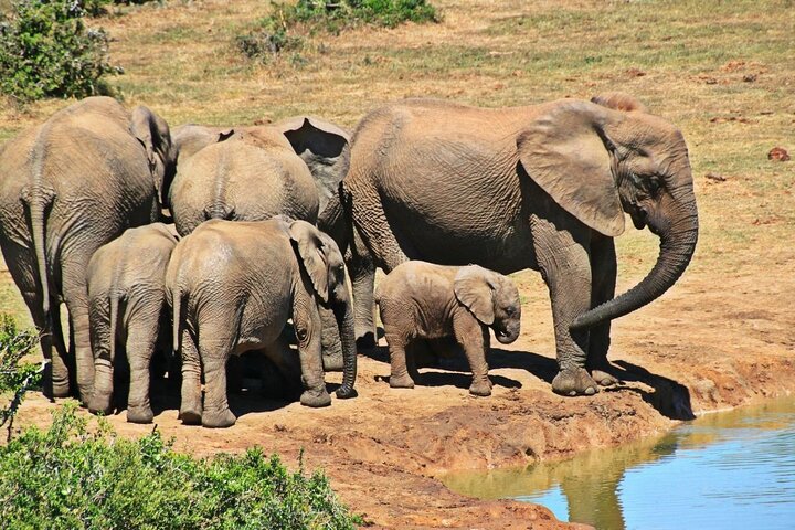Aventura de 4 días en el Parque Nacional Kruger y Panorama desde Johannesburgo