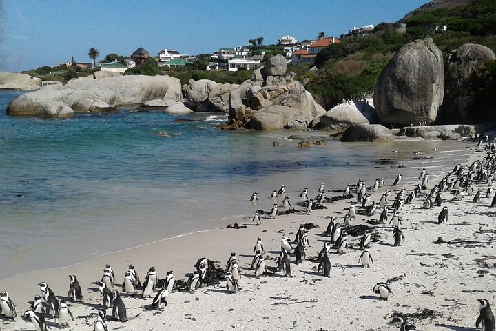 Excursão pela Península ao Cabo da Boa Esperança e aos pinguins