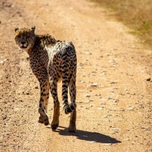 1 Day Pilanesberg Safari with Tour Guide
