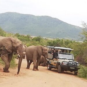 4 días en el Parque Nacional Kruger con Panorama: desde Johannesburgo