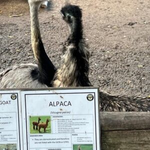 World of Birds, Kirstenbosch e vinhos de Constantia, excursão privada de um dia
