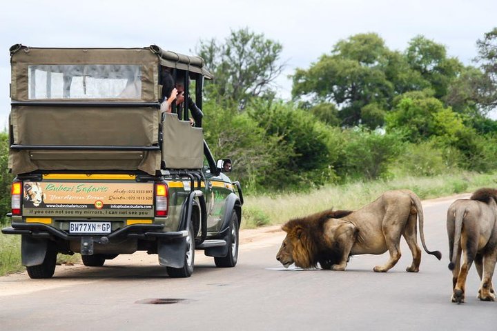 Parc national Kruger : safari d’une journée complète
