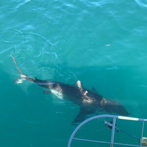 Buceo con tiburones