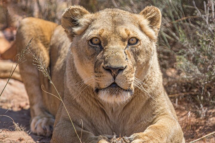 Aquila Private Game Reserve Safari with Wine Tasting Experience